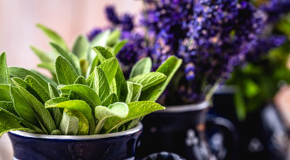 10 piante più importanti per oli essenziali: Salvia